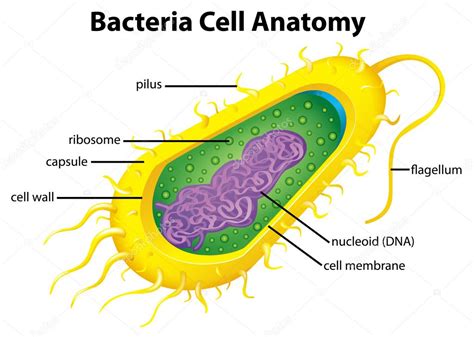 estructura celular de bacterias 2023