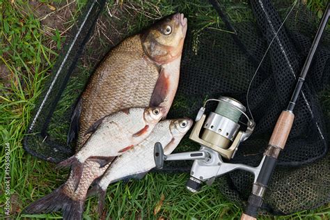 Big freshwater common bream and white bream or silver bream fish with ...