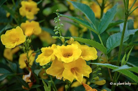 Drought Tolerant Yellow Bells for Warm Season Color