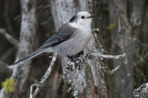 Gray jay nominated as Canada’s national bird - Manitoba Co-operator