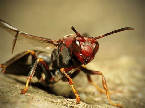 The World's Most Painful Insect Sting, According to Science