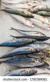 1 Mackerel Scad Hawaii Images, Stock Photos, and Vectors | Shutterstock