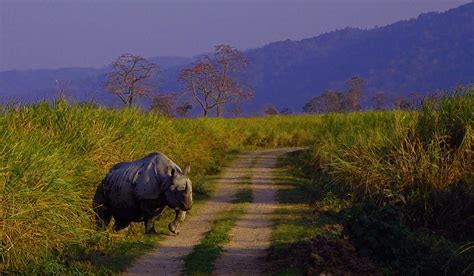 20 Enchanting National Parks in India You Must Visit - Wildlife in India