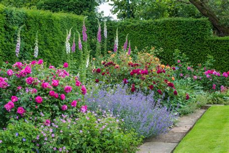 Roses in mixed borders - Gallery in 2020 | Country gardening, English ...