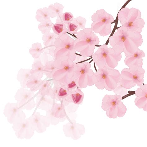 Pink Cherry Blossoms Hd Transparent, Cherry Blossoms Pink, Blossoms, Cherry, Pink Blossoms PNG ...