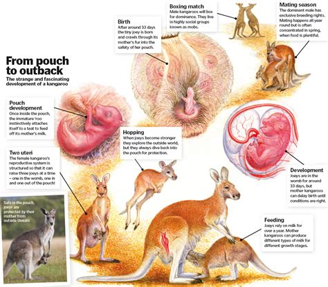 Diagram Of Kangaroo