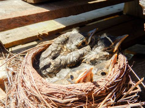 Be on the lookout for bird nests – Updates from the U.S. Fish and Wildlife Service – Medium