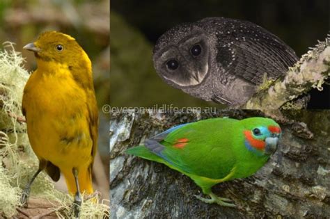 Eyes on Wildlife Wildlife and Birding Tours, Atherton Tablelands