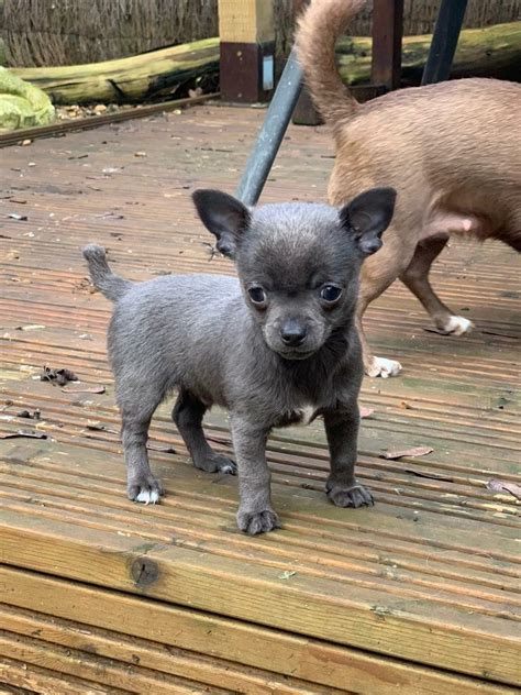 Stunning Blue Male Chihuahua Puppy | in Rushden, Northamptonshire | Gumtree