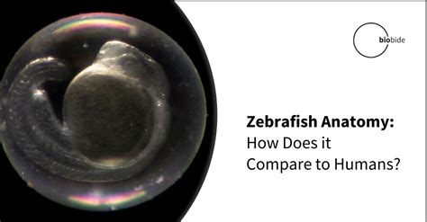 Zebrafish Anatomy: How Does it Compare to Humans?