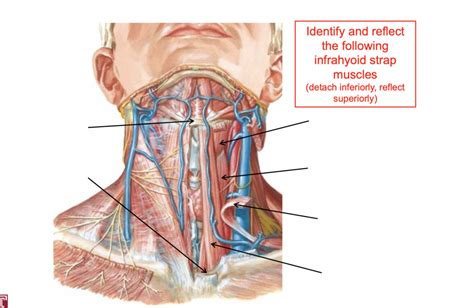 anterior neck - infrahyoid (strap) muscles Diagram | Quizlet