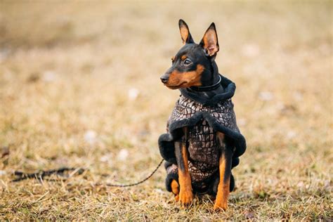 At What Age Can You Crop a Miniature Pinscher’s Ears?