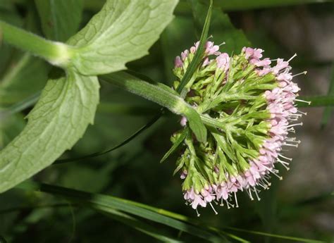 Primerki vrste gorska špajka (Valeriana montana)