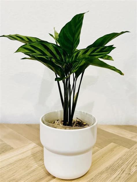 Calathea Watering Guide: Best Practices & Tips