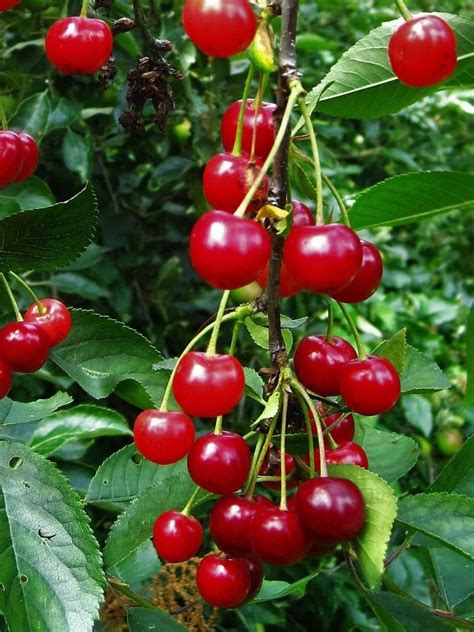 Montmorency Sour Cherry Tree Bare Root for Sale | Gardeners.com