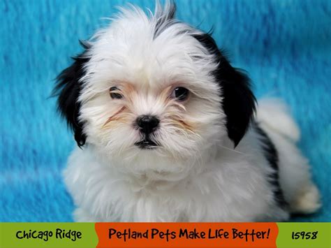 Maltese/Shih Tzu-DOG-Female-Black / White-3036968-Petland Pets ...