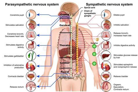 Human Nervous System Medical Vector Illustration Diagram with Parasympathetic and Sympathetic ...