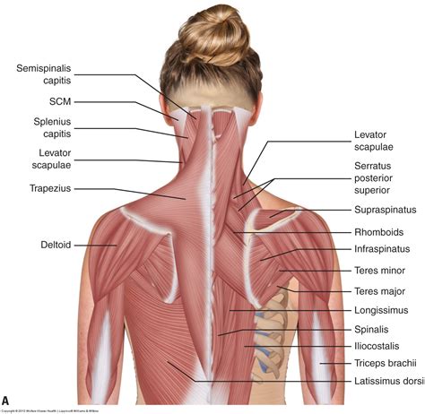 Muscles of the neck / musculature of the cervical spine