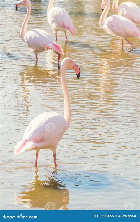 Pink Flamingo, Greater Flamingo in Their Natural Environment Phoenicopterus Roseus Stock Image ...