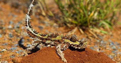 Thorny Devil Animal Facts | Moloch horridus - Wiki Point