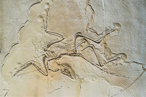 Archaeopteryx fossils Stock Photo by ©GekaSkr 27508081