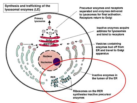 PPT - The Lysosome and Lysosomal Storage Disorders (LSD) PowerPoint Presentation - ID:370654