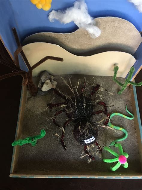 Tarantula - desert habitat | Tarantula habitat, School projects, Projects