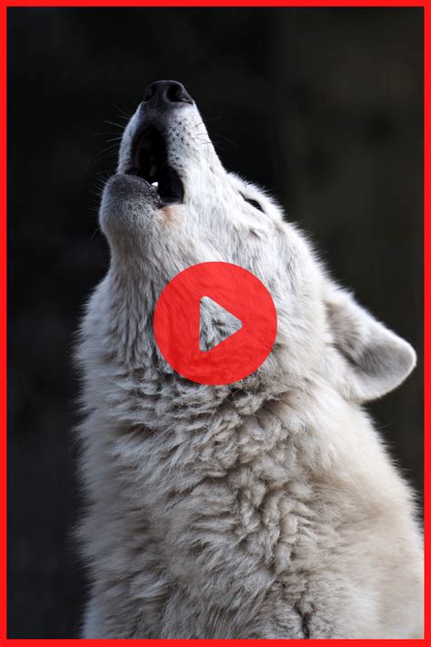 Tiger vs Wolf Fight || Siberian Tiger vs Gray Wolf || Who Would Win? in 2021 | Wolves fighting ...