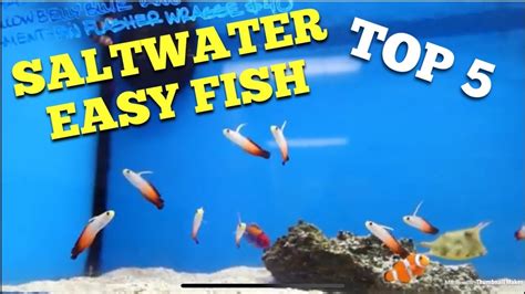 Top 5 Easy Saltwater Fish – HousePetsCare.com