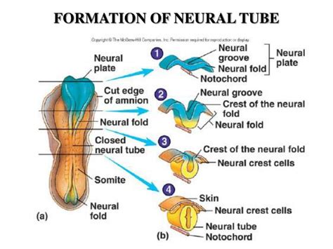 PPT - DEVELOPMENT of NERVOUS SYSTEM PowerPoint Presentation - ID:2028623