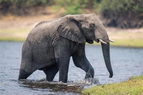 Premium Photo | Elephant drinking water