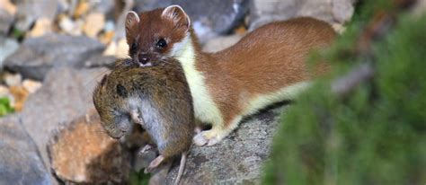 The stoat or ermine - The Stelvio National Park - Trentino Italy