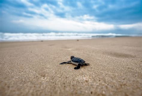 Free Images : beach, sand, ocean, shore, vacation, sea turtle, frog, reptile, lonely, body of ...