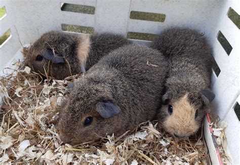 REX GUINEA PIG BABIES (hedgehog lookalikes) | in Eastbourne, East ...