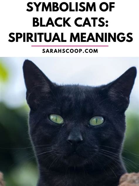 Symbolism of Black Cats: Spiritual Meanings | Sarah Scoop