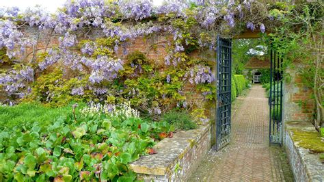 Wisteria & Gate | Wisteria, Over the garden wall, Barrington court