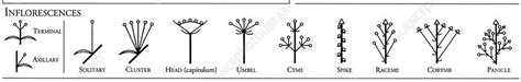 Diagram showing inflorescence - Stock Image - C053/9753 - Science Photo Library