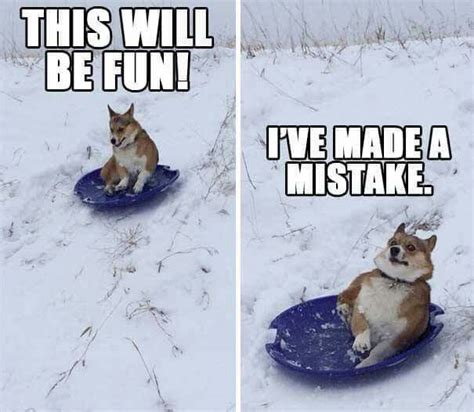 Sledding Corgi style | Corgi funny, Funny animals, Funny dogs