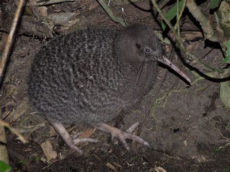 Little Spotted Kiwi - eBird