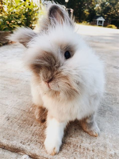 Pinterest: @joysxn | Cute baby bunnies, Lionhead bunny, Lionhead rabbit