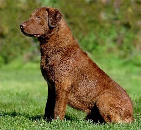 Chesapeake Bay Retriever Puppies For Sale Canada - Forty Acre Chesapeakes Kansas Chesapeake Bay ...