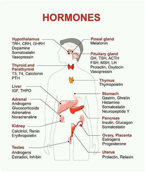 Printable Endocrine System Diagram