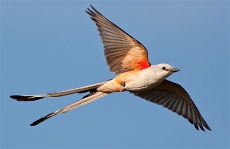 Marvel at the Crop-tailed Flycatcher’s unusually long tail and its super-fast flight when other ...