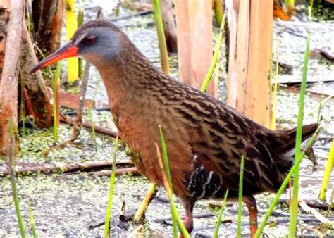 Aprende Todo Sobre Rallidae, Una Familia De Aves Aprende Todo Sobre Rallidae, Una Familia De Aves