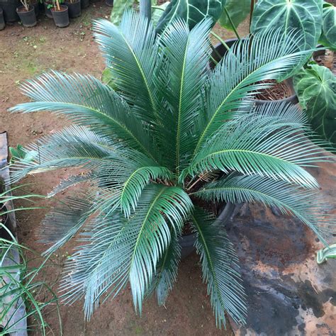 Cycad Cycas, Sago Palm Tree, Oriental Tree - Amulya Farms & Nursery