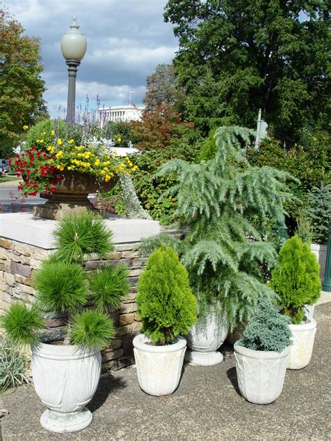 Trees in Pots? | Garden Housecalls