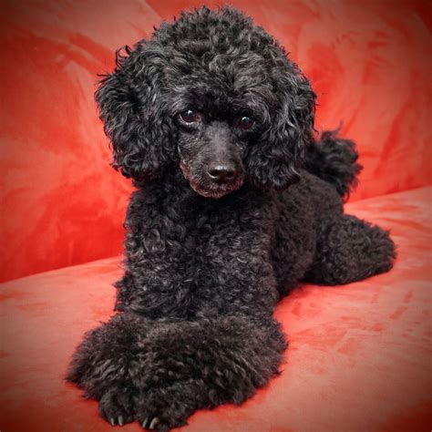 Black poodle | Poodle haircut, Toy poodle haircut, Minature poodle