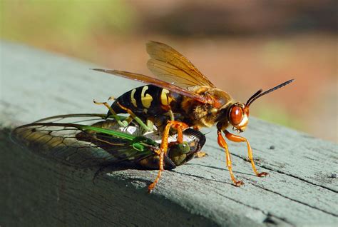 Cicada Killer in action | Larger on black | Steve Krichten | Flickr