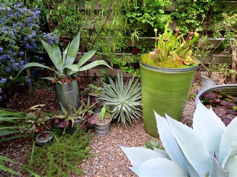 danger garden: Growing Echium wildpretii in my Portland garden