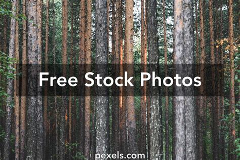 Redwood Texture Photos, Download The BEST Free Redwood Texture Stock ...